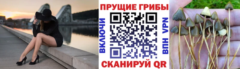 где купить   Радужный  Галлюциногенные грибы Magic Shrooms 